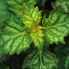 Women's - Patchouli Scented Pheromone Oil (Roll On) view 3