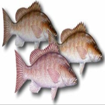 Mangrove Snapper Fillet, 1 Pound