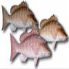 Mangrove Snapper Fillet, 1 Pound view 1