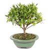 Brussel's Live Gardenia Outdoor Bonsai Tree - 4 Years Old; 6" to 8" Tall with Decorative Container - Not Sold in Arizona view 1