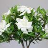 Brussel's Live Gardenia Outdoor Bonsai Tree - 4 Years Old; 6" to 8" Tall with Decorative Container - Not Sold in Arizona view 2