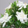 Brussel's Live Gardenia Outdoor Bonsai Tree - 4 Years Old; 6" to 8" Tall with Decorative Container - Not Sold in Arizona view 3
