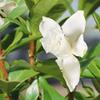 Brussel's Live Gardenia Outdoor Bonsai Tree - 4 Years Old; 6" to 8" Tall with Decorative Container - Not Sold in Arizona view 4