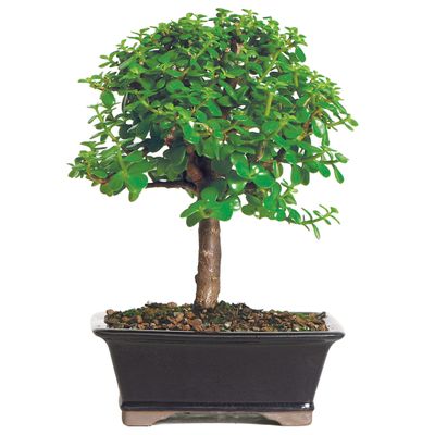 Brussel's Bonsai DT6009DJ Indoor Bonsai Tree, Dwarf Jade, MEDIUM, GREEN