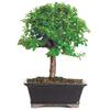 Brussel's Bonsai DT6009DJ Indoor Bonsai Tree, Dwarf Jade, MEDIUM, GREEN view 1