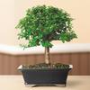 Brussel's Bonsai DT6009DJ Indoor Bonsai Tree, Dwarf Jade, MEDIUM, GREEN view 2