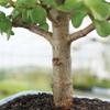 Brussel's Bonsai DT6009DJ Indoor Bonsai Tree, Dwarf Jade, MEDIUM, GREEN view 3