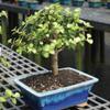 Brussel's Bonsai DT6009DJ Indoor Bonsai Tree, Dwarf Jade, MEDIUM, GREEN view 4