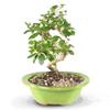 Brussel's Bonsai Live Fukien Tea Bonsai Tree - Small, 6 Year, 6 to 8 inches Tall - Indoor Bonsai Tree Live with Ceramic Bonsai Pot view 1