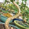 Brussel's Bonsai Live Fukien Tea Bonsai Tree - Small, 6 Year, 6 to 8 inches Tall - Indoor Bonsai Tree Live with Ceramic Bonsai Pot view 2
