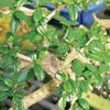 Brussel's Bonsai Live Fukien Tea Bonsai Tree - Small, 6 Year, 6 to 8 inches Tall - Indoor Bonsai Tree Live with Ceramic Bonsai Pot view 3