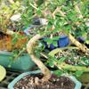 Brussel's Bonsai Live Fukien Tea Bonsai Tree - Small, 6 Year, 6 to 8 inches Tall - Indoor Bonsai Tree Live with Ceramic Bonsai Pot view 4