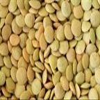 Bulk Green Organic Lentils, 25 lbs.