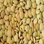 Bulk Green Organic Lentils, 25 lbs.