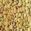 Bulk Green Organic Lentils, 25 lbs. view 1