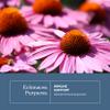 ECLECTIC INSTITUTE Raw Fresh Freeze-Dried Non-GMO Echinacea Angustifolia | 90 CT (325 mg) view 3
