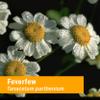 Herb Pharm Certified Organic Feverfew Liquid Extract for Minor Pain Support - 4 Ounce view 2