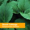 Herb Pharm Skunk Cabbage Liquid Extract for Musculoskeletal System Support - 1 Ounce view 2