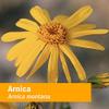 Herb Pharm Certified Organic Arnica Liquid Extract for Minor Pain Support - 4 Ounce view 4