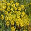 Pollen Ranch's Organic Fennel Pollen Spice, Perfect for Cooking and Seasoning with Fennel Flavor, Made from Premium Organic Fennel Flowers - 0.5 oz. Tin view 2