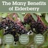 Quantum Health Black Elderberry Supplement Sambucus Nigra Extract 400mg Daily Immune Support & Wellness Boost of Powerful Antioxidants for Women & Men - 60 Capsules view 4