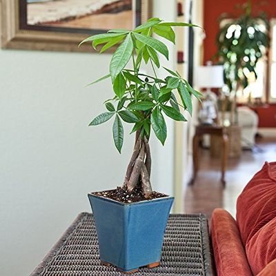 Braided Money Tree - Bonsai Plant in Cobalt Blue Pot