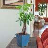 Braided Money Tree - Bonsai Plant in Cobalt Blue Pot view 1