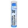 Boiron Eupatorium Perfoliatum 30C, Homeopathic Medicine for Stiffness and Bone Pain, 80 Pellets view 1