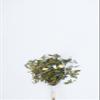 Tropical Breeze - Flavored Green Tea view 2