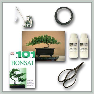 Bonsai Tree Juniper"Do It Yourself" Kit - Bestseller from Joebonsai