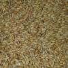 2-Row Brewers Malt for Home Brewing Whole Grain 10lbs view 2