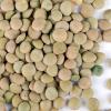 Organic Dried Green Lentil Sprouting Seed: 8 Oz - Dry Lentils for Planting Garden Seeds, Soup, Cooking or Sprout Salad, Sprouts view 2