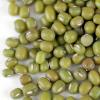Mung Bean Sprouting Seed: 8 Oz - Organic, Non-GMO - Handy Pantry Brand - Dried Mung Beans for Sprouts, Garden Planting, Chinese & Asian Cooking, Soup & More view 2
