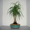LOU'S BONSAI NURSERY PONYTAIL PALM BONSAI TREE view 1