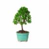 Brussel's Dwarf Eugenia Bonsai view 1