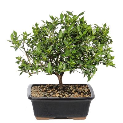 Brussel's Live Gardenia Outdoor Bonsai Tree - 6 Years Old; 10" to 14" Tall with Decorative Container