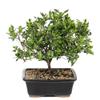 Brussel's Live Gardenia Outdoor Bonsai Tree - 6 Years Old; 10" to 14" Tall with Decorative Container view 1