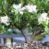 Brussel's Live Gardenia Outdoor Bonsai Tree - 6 Years Old; 10" to 14" Tall with Decorative Container view 2