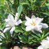 Brussel's Live Gardenia Outdoor Bonsai Tree - 6 Years Old; 10" to 14" Tall with Decorative Container view 3
