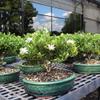 Brussel's Live Gardenia Outdoor Bonsai Tree - 6 Years Old; 10" to 14" Tall with Decorative Container view 4