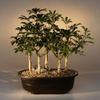 Bonsai Boy's Hawaiian Umbrella Bonsai TreeFive Tree Forest Group(arboricola schefflera) view 1