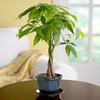 LOU'S BONSAI NURSERY GOOD LUCK MONEY BONSAI TREE (INDOORS) view 1