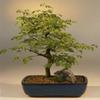 Bonsai Boy's Brazilian Raintree Bonsai Tree Large(pithecellobium tortum) view 1