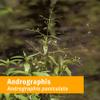 Herb Pharm Andrographis Liquid Extract for Immune System Support - 4 Ounce view 2