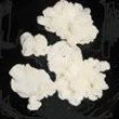 Kefir Grains Starter Kit, Live Grain, Dairy Culture