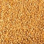 Kamut, Organic, 25# Bulk