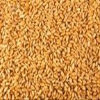 Kamut, Organic, 25# Bulk