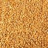Kamut, Organic, 25# Bulk view 1