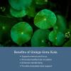 Eclectic Herb - Ginkgo Gotu Kola Capsules | Brain Support Supplement | Cognitive Function Support | Focus & Memory | Vegan, Non-GMO, Gluten Free, Freeze-Dried (90 CT | 300 mg) view 4