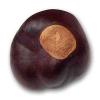 Buckeye Nuts - Quarter Size - Twenty-Five Nuts view 1
